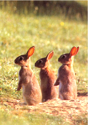 bunnyrabbits.png