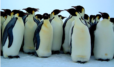 penguins.png