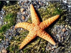 starfish.png