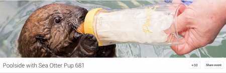 Otter Pup 631